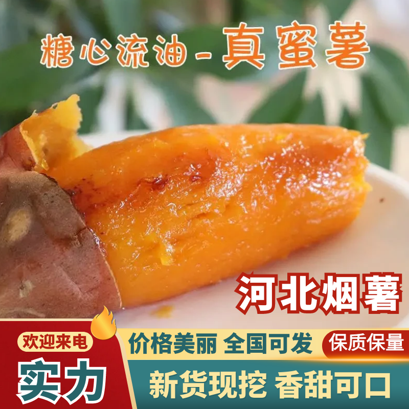 烟薯红薯河北烟薯现挖现发软糯香甜对接全国