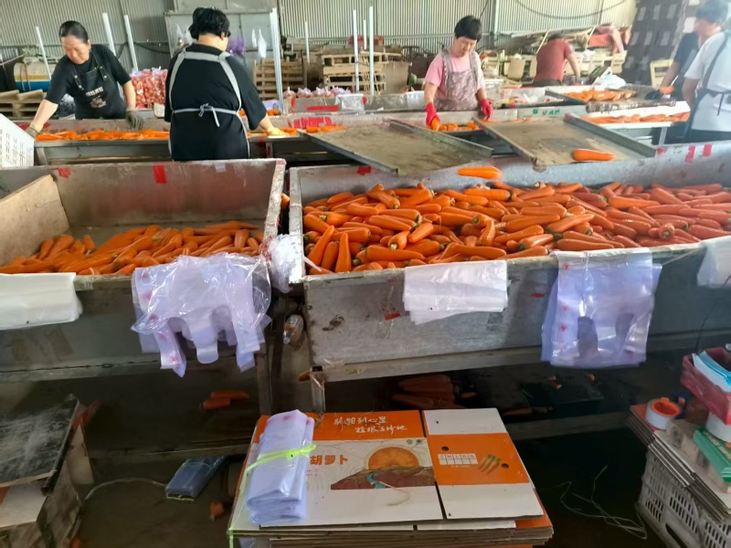 三红胡萝卜规格多样价格电议质量保证发货全国