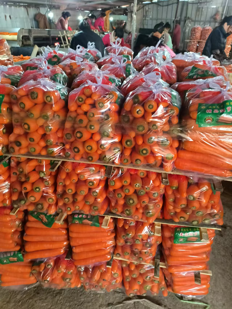 【产地发货】三红胡萝卜规格多样保证质量对接全国