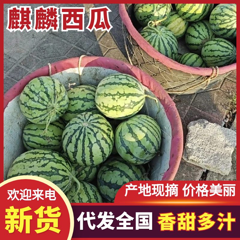 甘肃二茬麒麟西瓜大量上市中，一手货源视频看货，全国发货