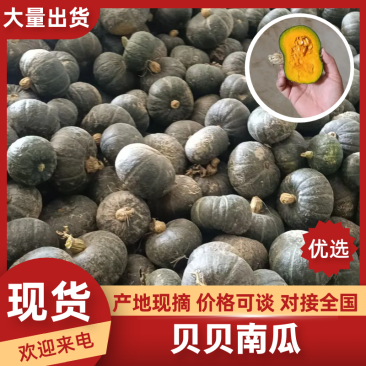 贝贝南瓜甘肃贝贝南瓜基地直发供应全国市场电商商超