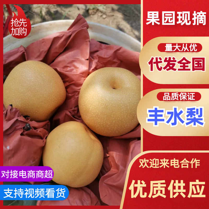 《丰水梨》陕西城固丰水梨/自家果园/价格便宜/欢迎来电咨
