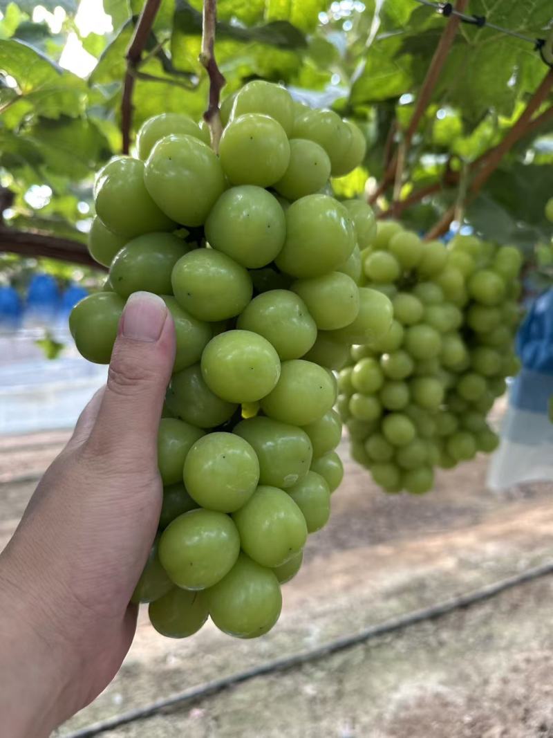 阳光玫瑰葡萄产地一手货源，糖度高品质好，价格可谈视频看货