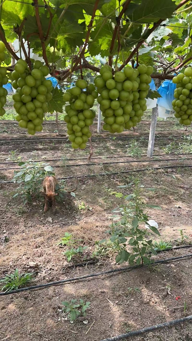 河南葡萄精品阳光玫瑰大量现货供应，现摘现发，视频看货