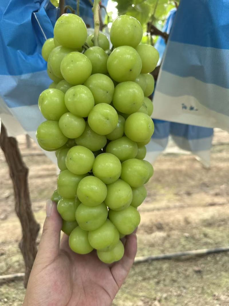 河南葡萄精品阳光玫瑰大量现货供应，现摘现发，视频看货