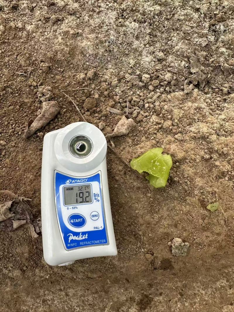 河南葡萄精品阳光玫瑰大量现货供应，现摘现发，视频看货