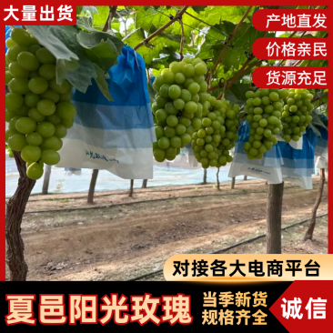 河南葡萄精品阳光玫瑰大量现货供应，现摘现发，视频看货