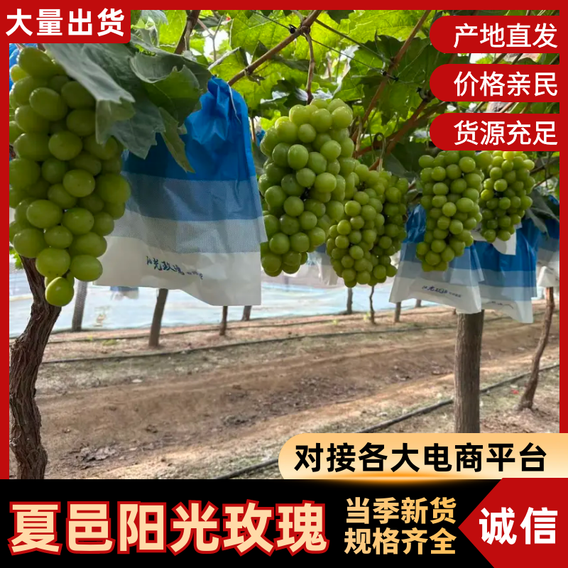 河南葡萄精品阳光玫瑰大量现货供应，现摘现发，视频看货