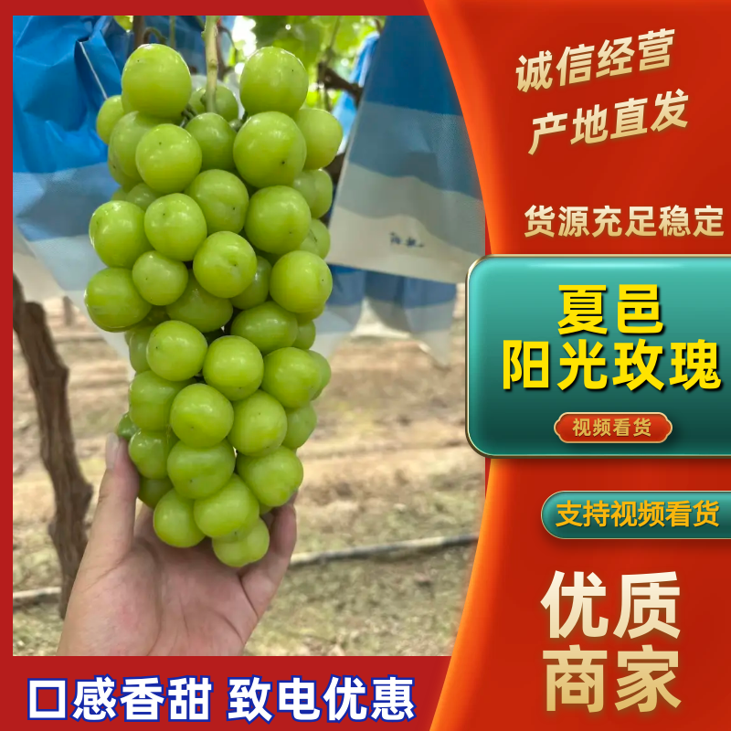阳光玫瑰葡萄产地一手货源，糖度高品质好，价格可谈视频看货