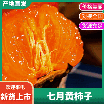 七月黄柿子火晶柿子吊红柿子火葫芦品质保证售后无忧