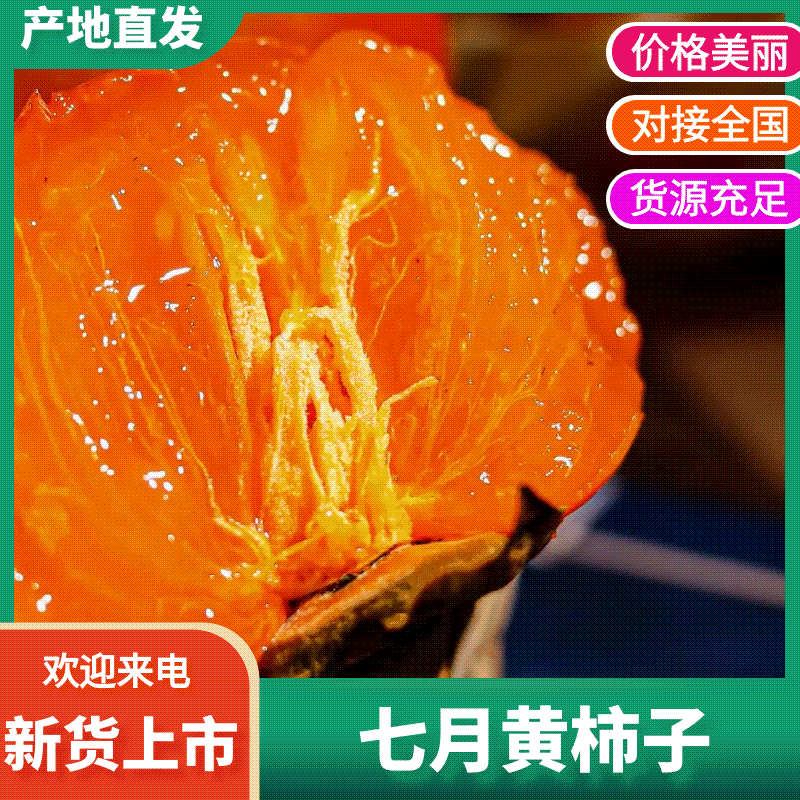 七月黄柿子火晶柿子吊红柿子火葫芦品质保证售后无忧