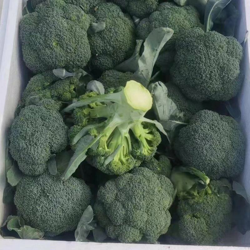 西兰花西蓝花保质保量基地直销量大价优欢迎采购咨询