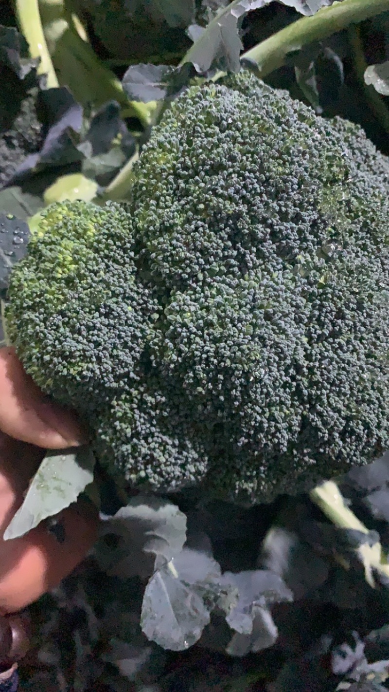 西兰花西蓝花保质保量基地直销量大价优欢迎采购咨询
