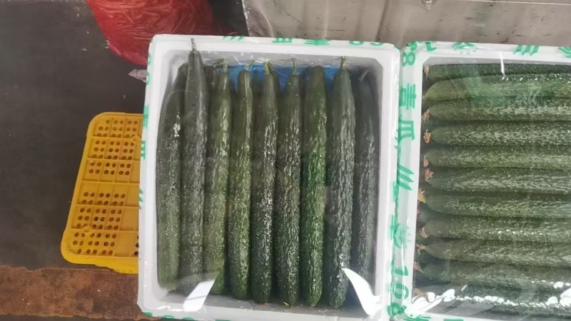 密刺黄瓜产地直销保质保量价格优惠欢迎各大老板前来采购