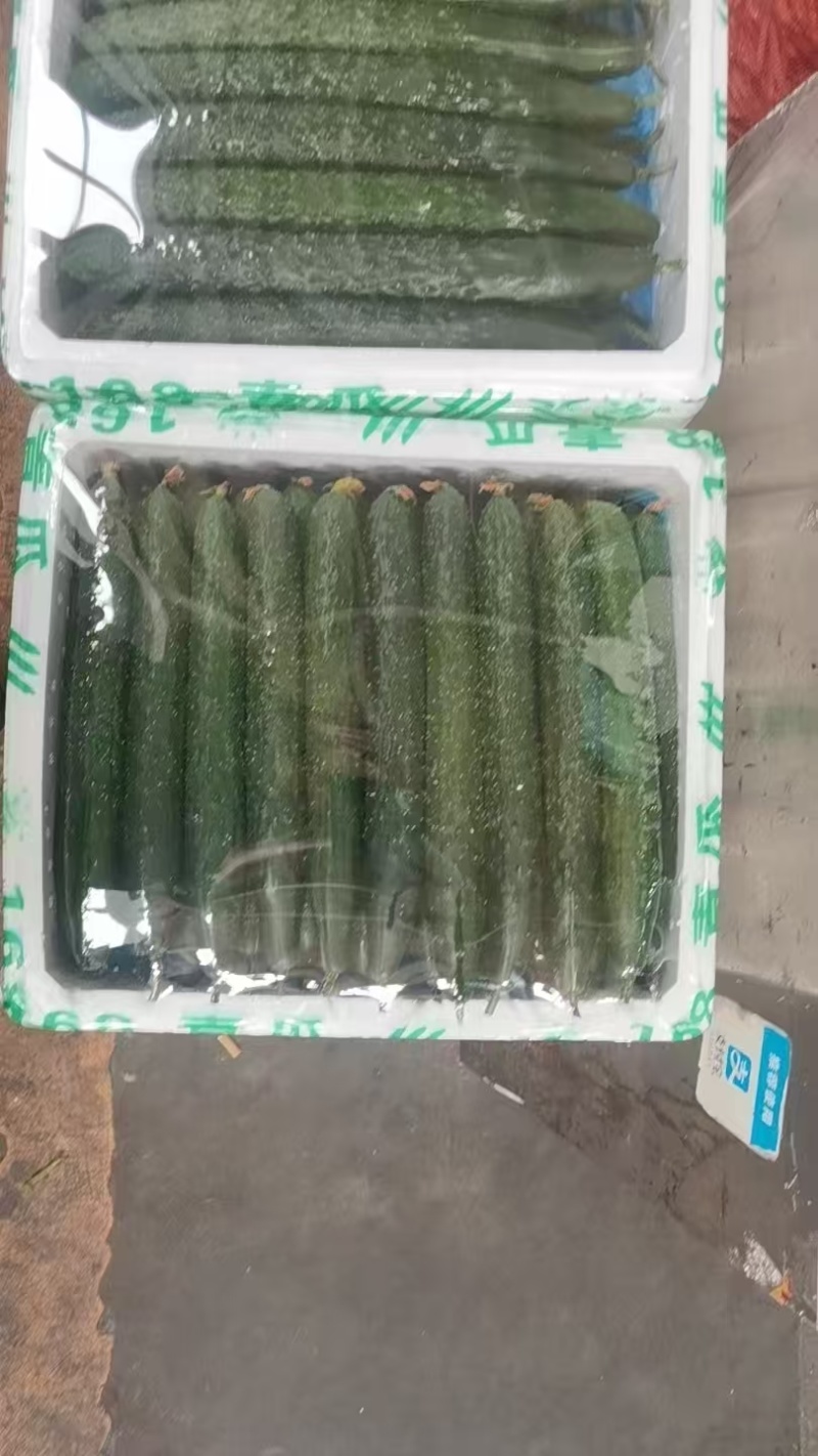 密刺黄瓜产地直销保质保量价格优惠欢迎各大老板前来采购