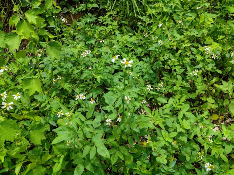 【热卖中】野生鬼针草根现采新鲜鬼针草可批发可零售量大从优
