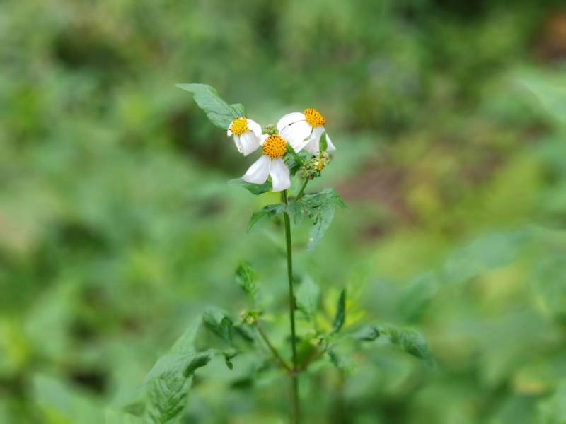 【热卖中】野生鬼针草根现采新鲜鬼针草可批发可零售量大从优