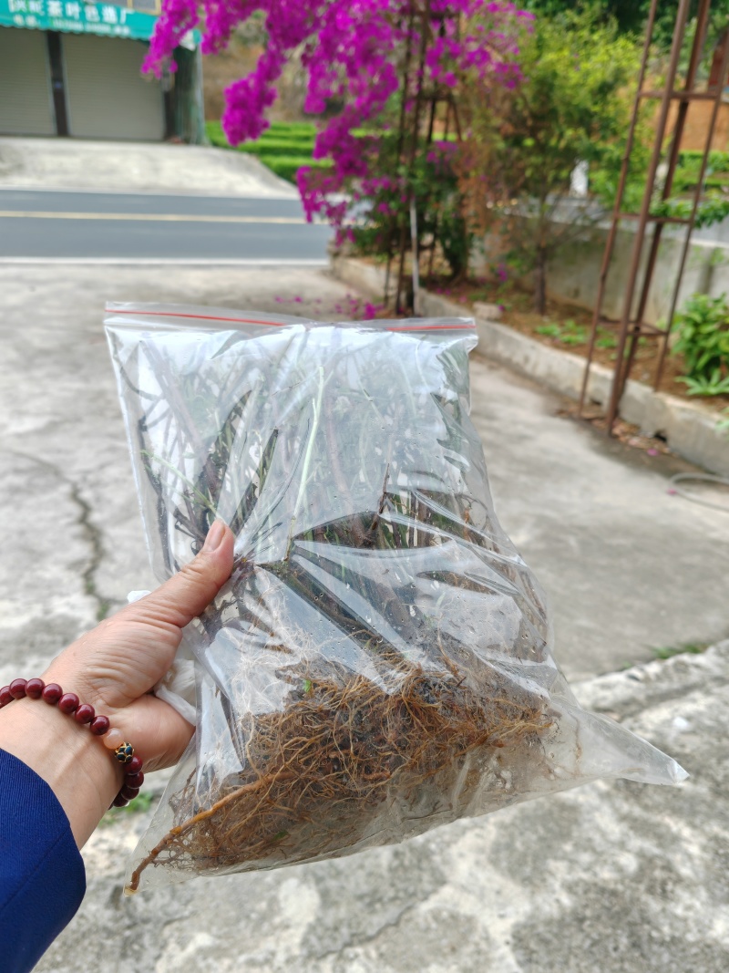 【热卖中】野生鬼针草根现采新鲜鬼针草可批发可零售量大从优
