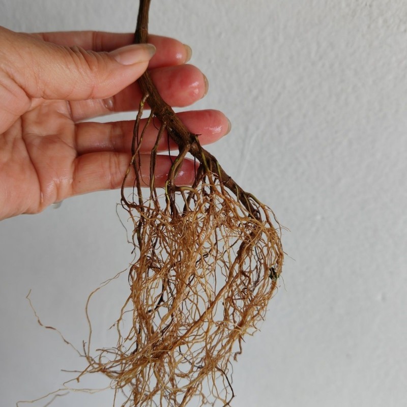 【热卖中】野生鬼针草根现采新鲜鬼针草可批发可零售量大从优