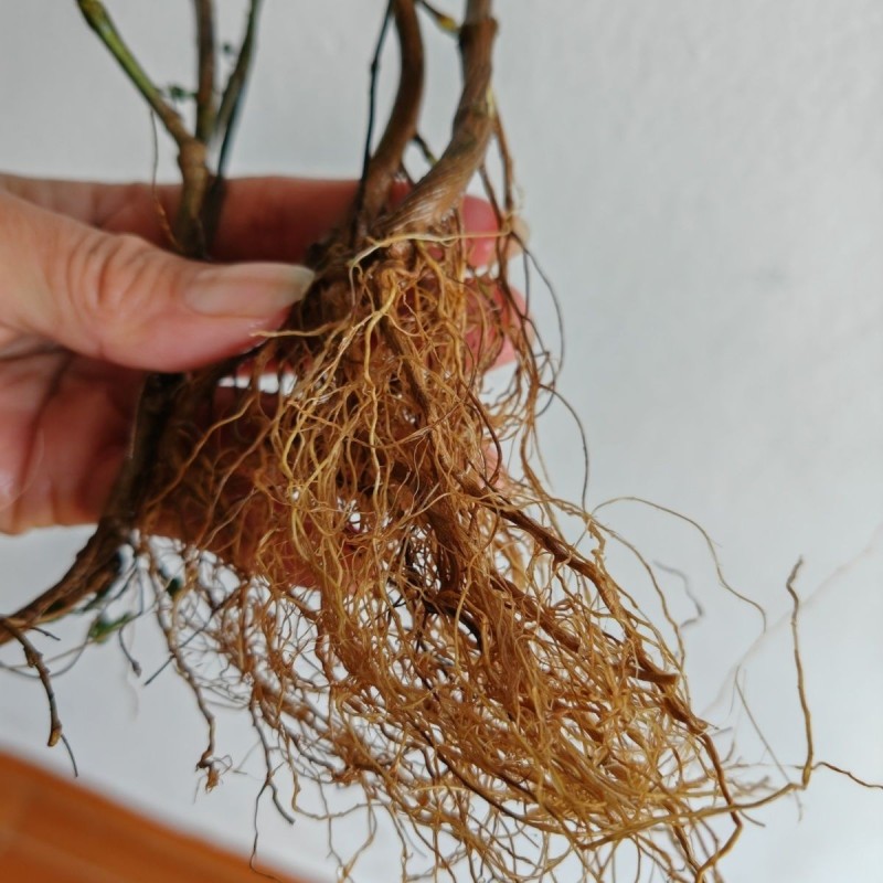 【热卖中】野生鬼针草根现采新鲜鬼针草可批发可零售量大从优