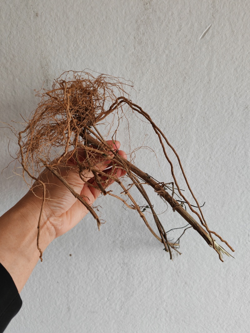 【热卖中】野生鬼针草根现采新鲜鬼针草可批发可零售量大从优