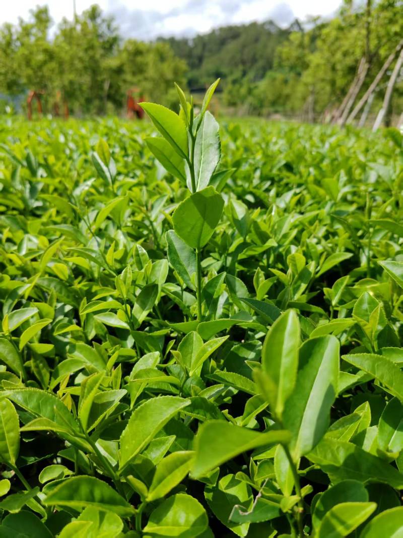 福建农家铁观音茶可批发可零售农家现采新茶产地直销