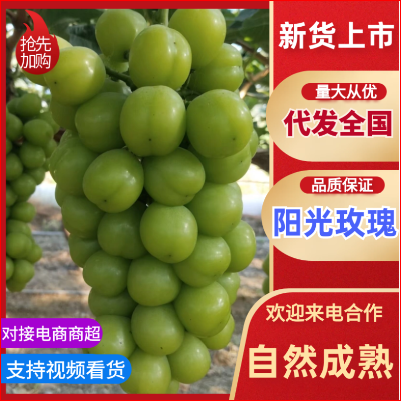 安徽阜阳葡萄/阳光玫瑰/安徽葡萄品质保证