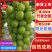 河南信阳/精品葡萄/阳光玫瑰/大量上市量多优惠欢迎来电