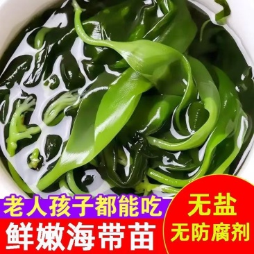 海带苗嫩非干货新鲜海带芽盐渍嫩苗凉拌菜火锅商