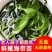 海带苗嫩非干货新鲜海带芽盐渍嫩苗凉拌菜火锅商