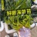 新鲜盐渍小海带芽口感爽脆适合火锅凉拌一手货源量大从优