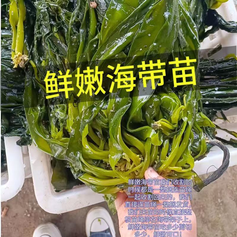 新鲜盐渍小海带芽口感爽脆适合火锅凉拌一手货源量大从优