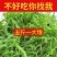 福建霞浦精品龙须菜货源地直发承接电商一件代发