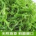 福建霞浦精品龙须菜货源地直发承接电商一件代发