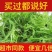 福建霞浦精品龙须菜货源地直发欢迎各位老板前来选购