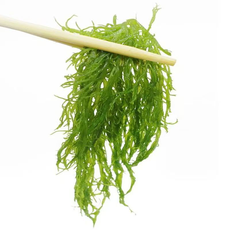 福建龙须菜500克凉拌菜火锅菜