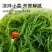 新鲜盐渍龙须菜新鲜商用海草海藻即食火锅凉拌菜食材