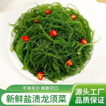 新鲜盐渍龙须菜新鲜商用海草海藻即食火锅凉拌菜食材
