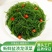 新鲜盐渍龙须菜新鲜商用海草海藻即食火锅凉拌菜食材