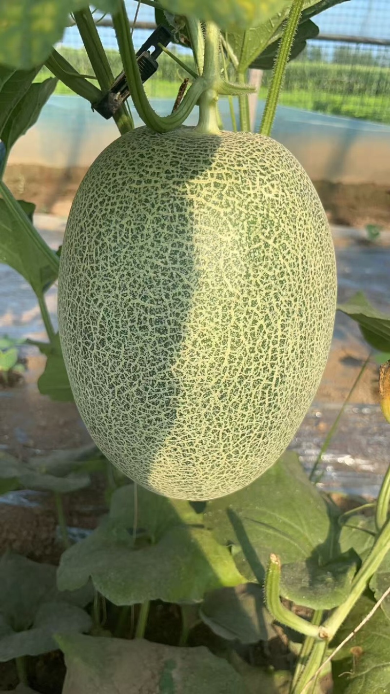 河南夏邑哈密瓜晓蜜25哈密瓜大量现货供应品质保障