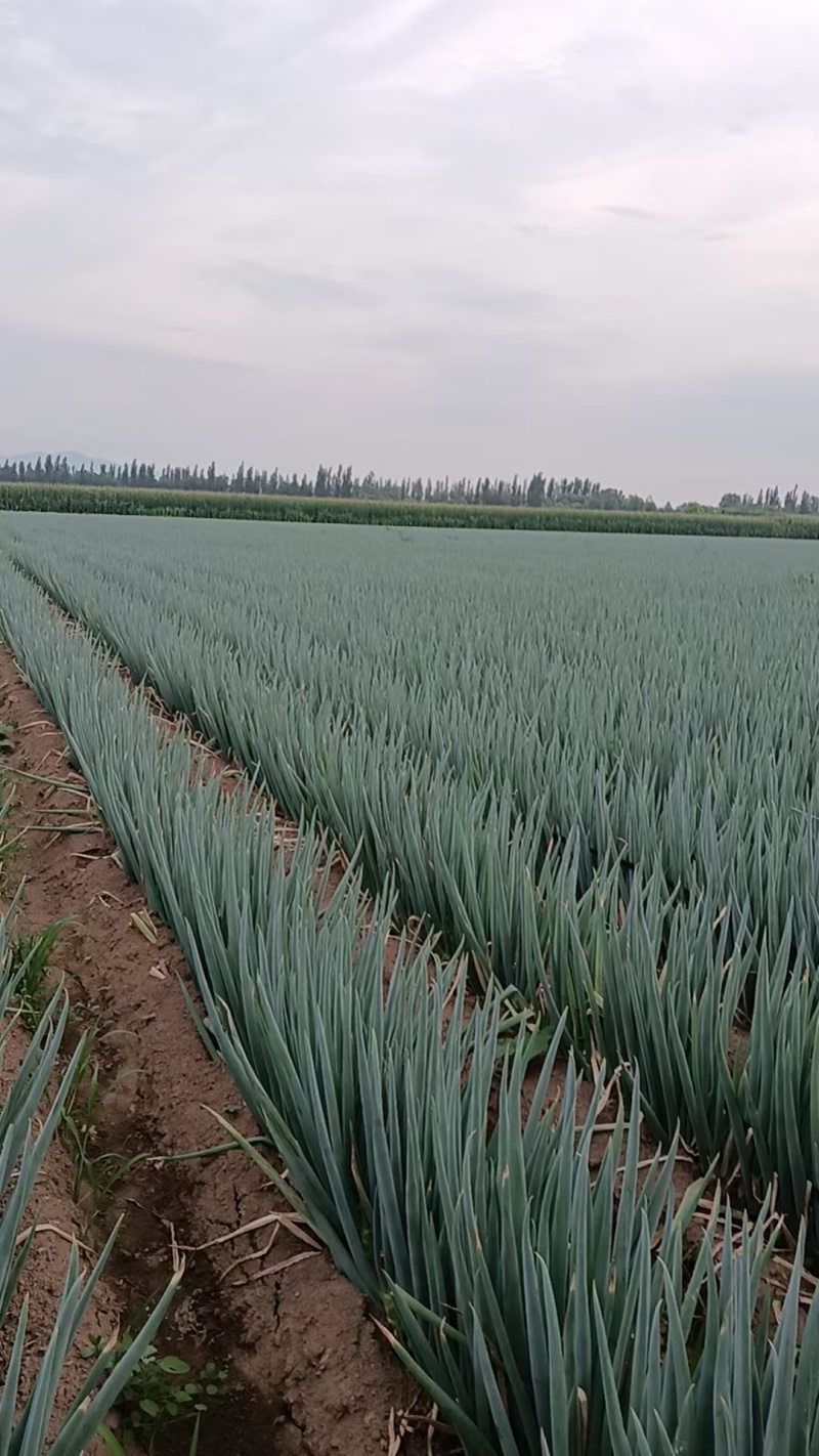 铁杆大葱基地直销量大质优价格优惠支持视频看货订购中