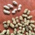 湖北白沙系列花生热卖全国量大从优价格美丽质量好走货快欢！