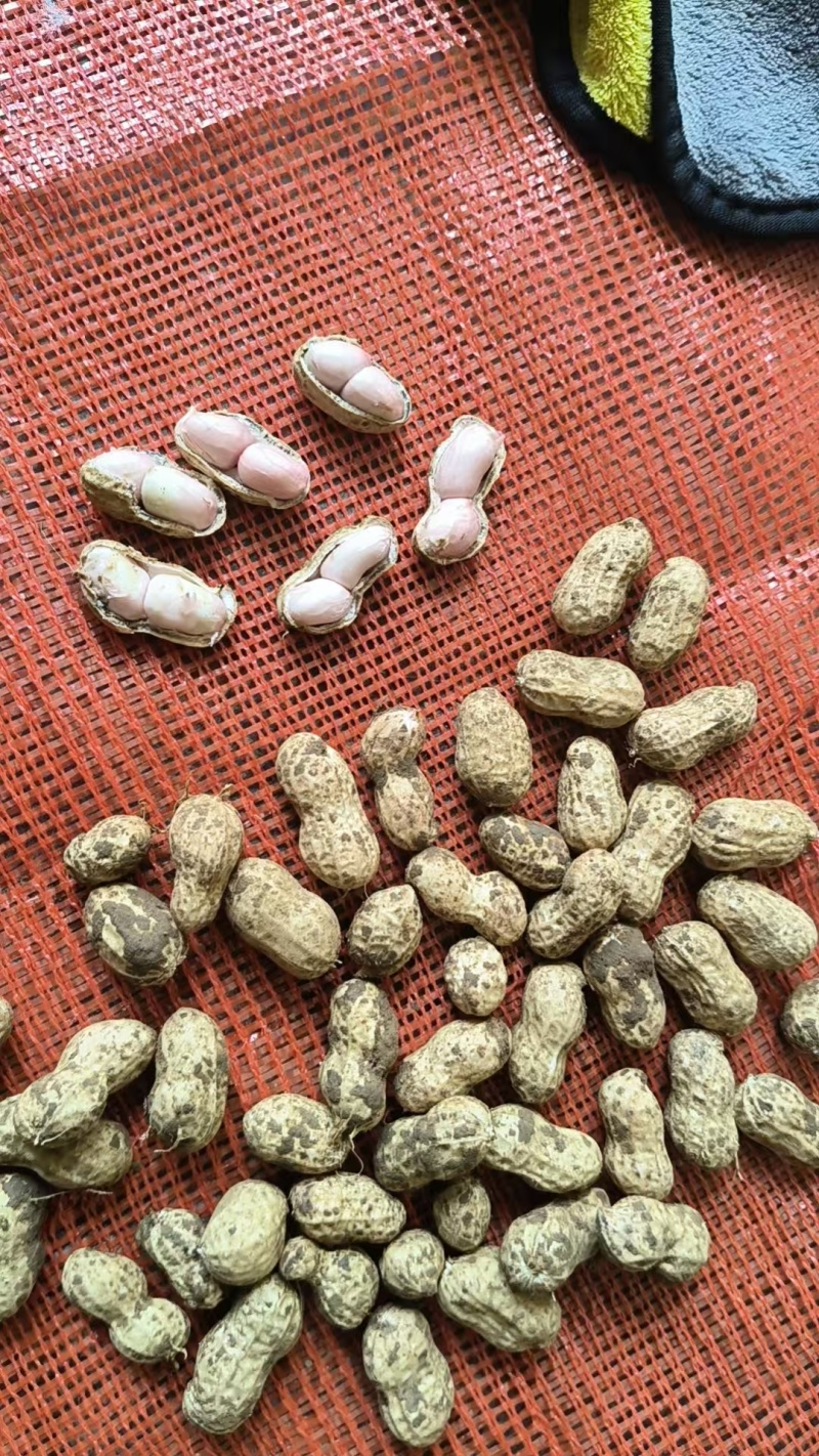 湖北白沙系列花生热卖全国量大从优价格美丽质量好走货快欢！
