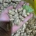 湖北白沙系列花生热卖全国量大从优价格美丽质量好走货快欢！