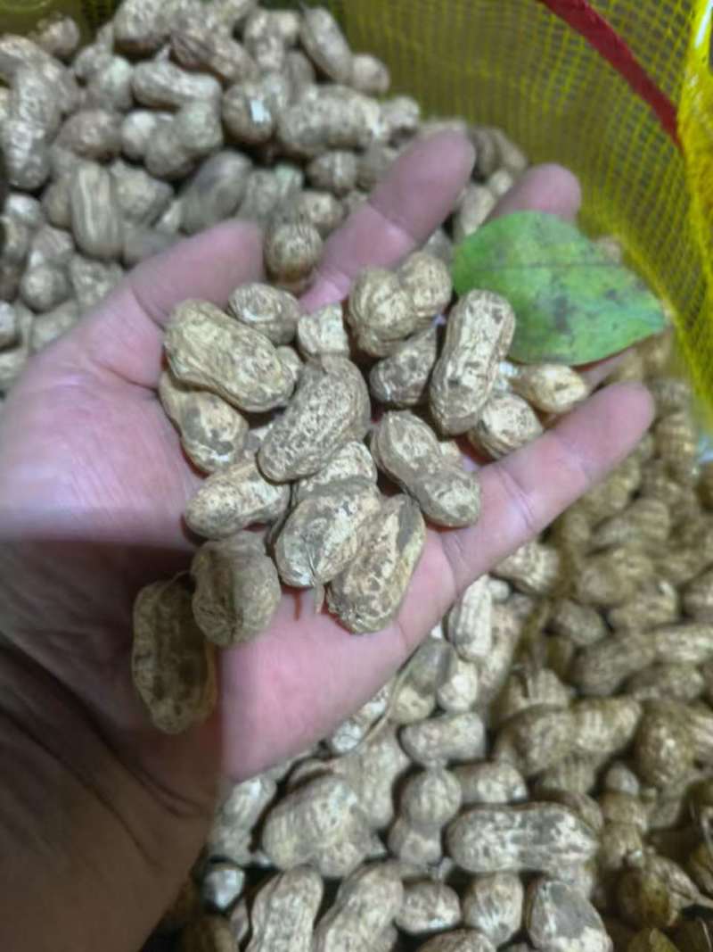 湖北白沙系列花生热卖全国量大从优价格美丽质量好走货快欢！