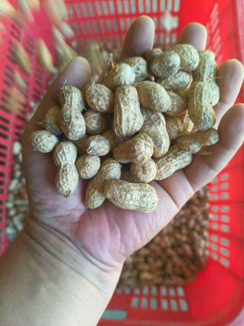 湖北白沙系列花生热卖全国量大从优价格美丽质量好走货快欢！