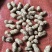 湖北白沙系列花生热卖全国量大从优价格美丽质量好走货快欢！