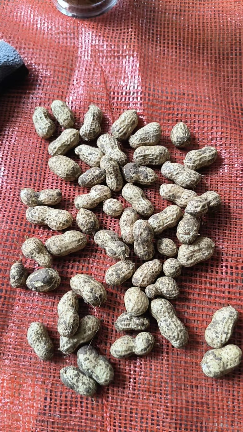 湖北白沙系列花生热卖全国量大从优价格美丽质量好走货快欢！