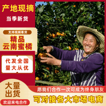 丹江口蜜桔薄皮扁形果看货定果园电商市场零售