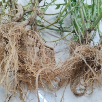 【热卖中】野生鬼针草根现采新鲜鬼针草可批发可零售量大从优